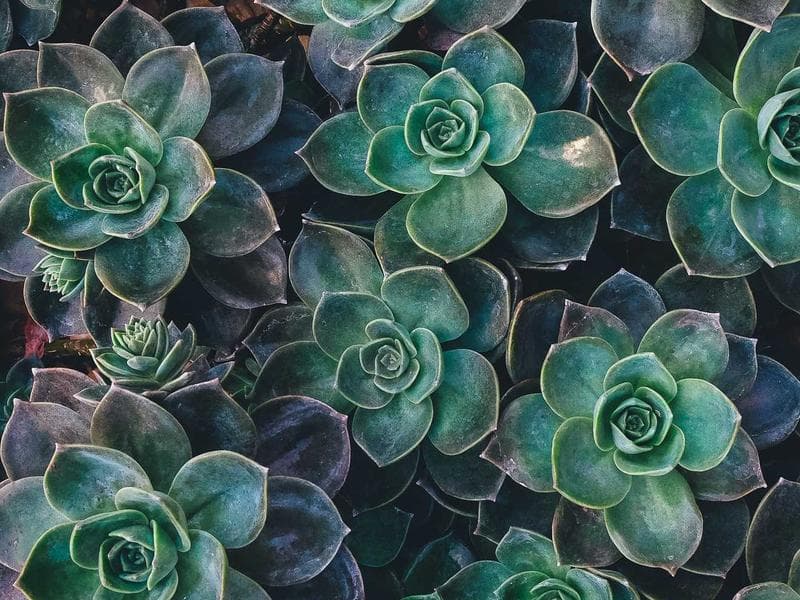 Rose gold American diamond Bracelet, Fancy