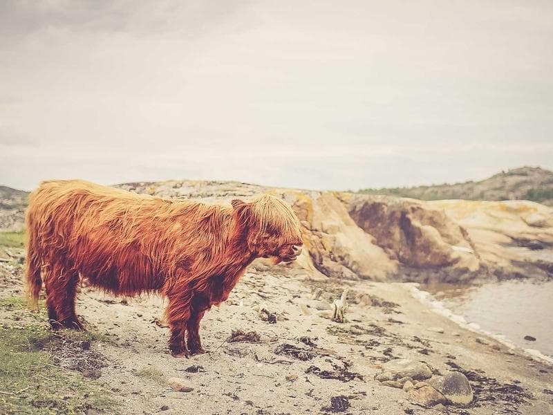 Plain Matte Brown Paper Pouch