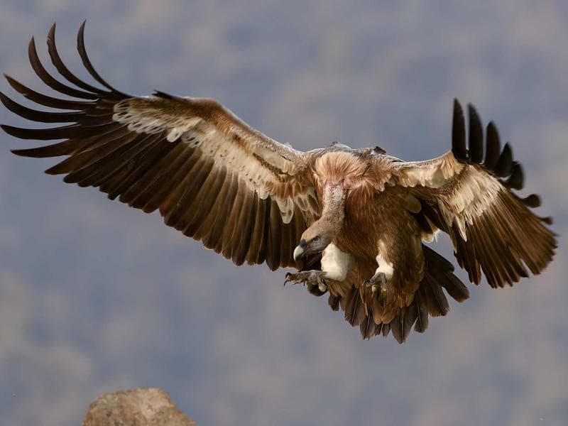 Multi Stage Pump 15-20 m CRI Industrial Pumps, Power: 2 HP