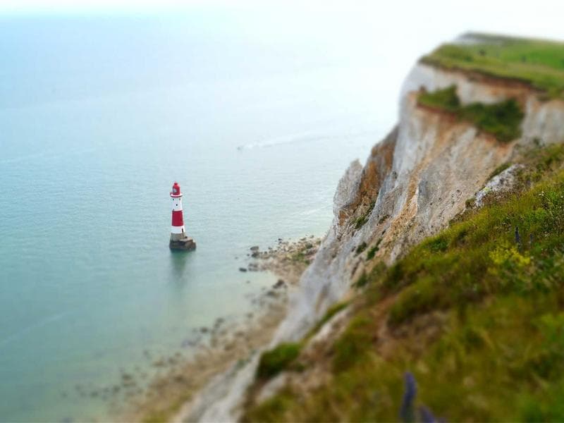 Poultry Feed Raw Material