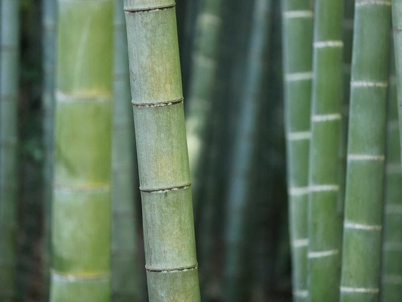 KB00029 Brogues Blackish Brown Formal Shoes