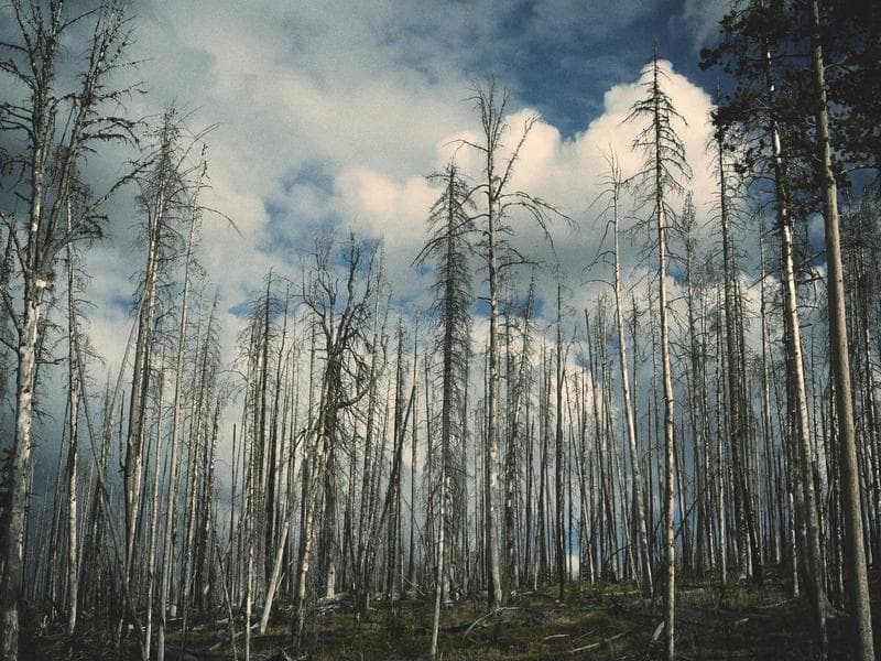 Patek Philippe Watch