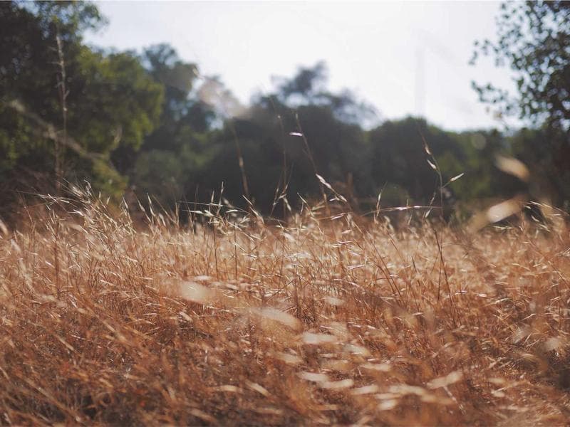 School Band Uniforms, Cotton